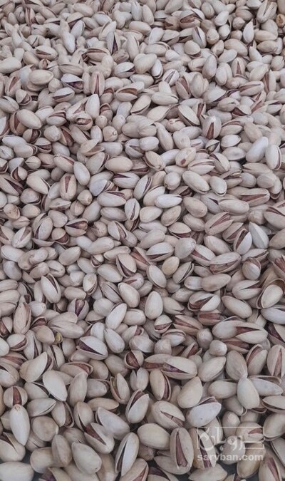 فروش پسته 2
