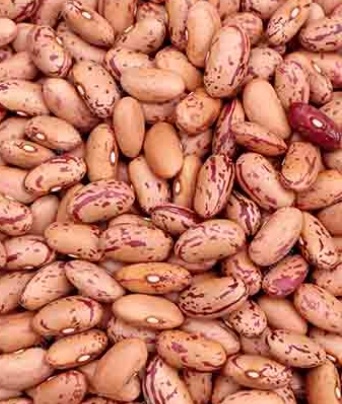 فروش لوبیا چیتی