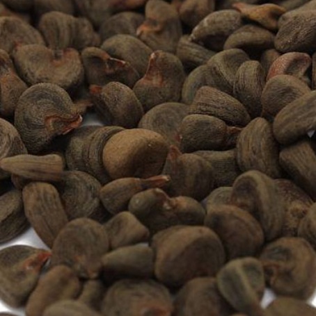 فروش بذر چای ترش (گیاه‌ دارویی)