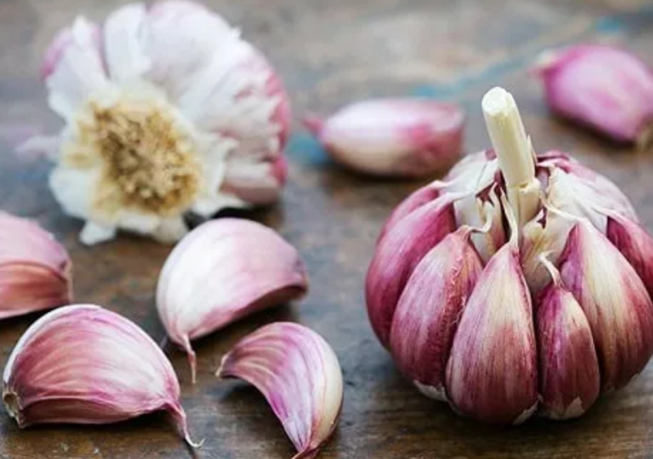 فروش سیر قرمز