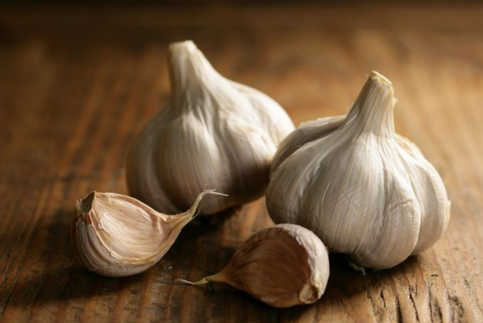 فروش سیر سفید