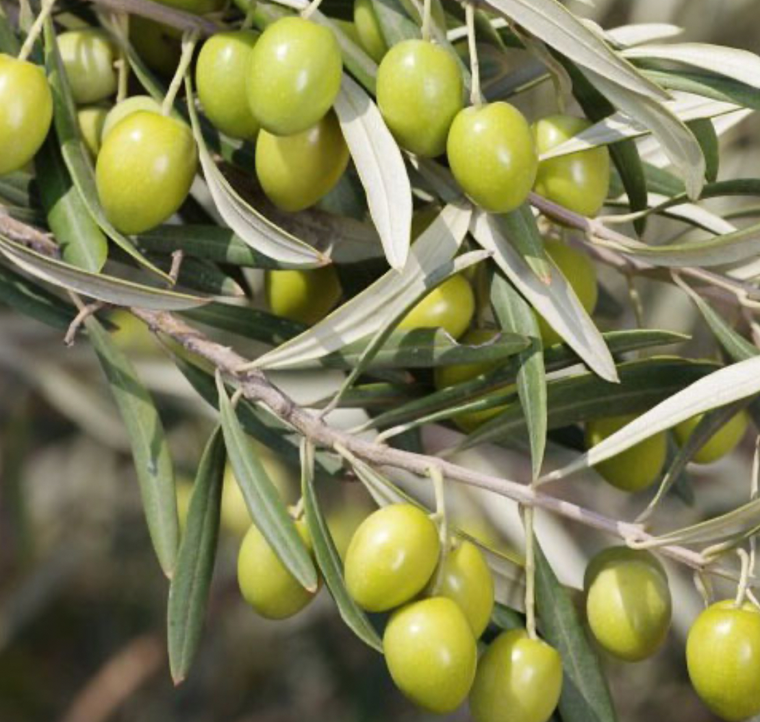 فروش زیتون سبز