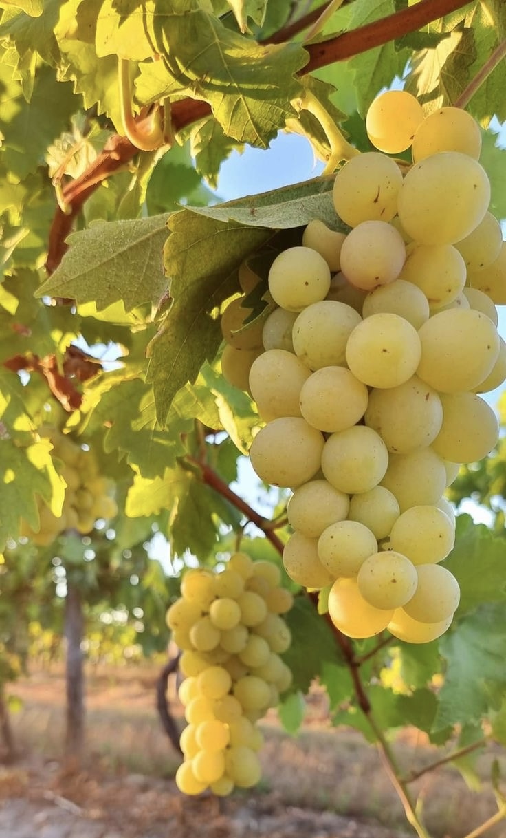 فروش انگور رطبی