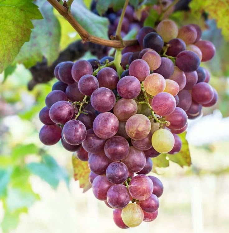 فروش انگور یاقوتی