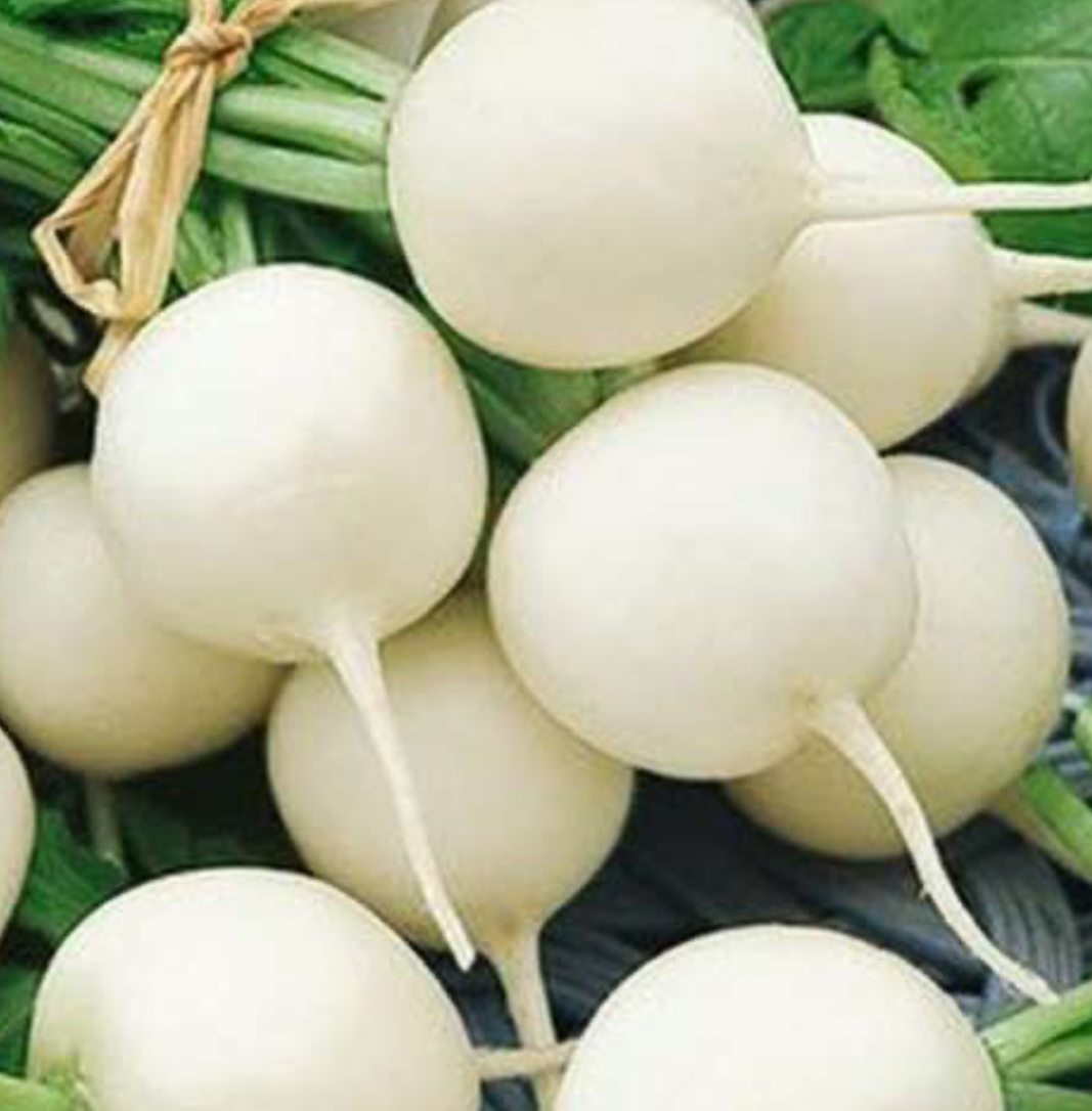 فروش ترب سفید