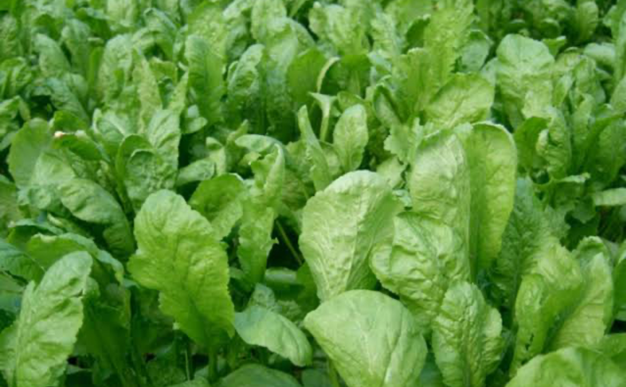 فروش شاهی - تره تیزک