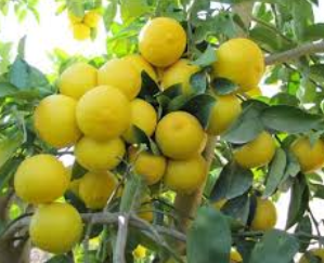 فروش لیمو شیرین