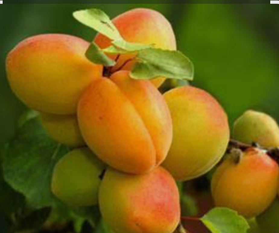 فروش زردآلو