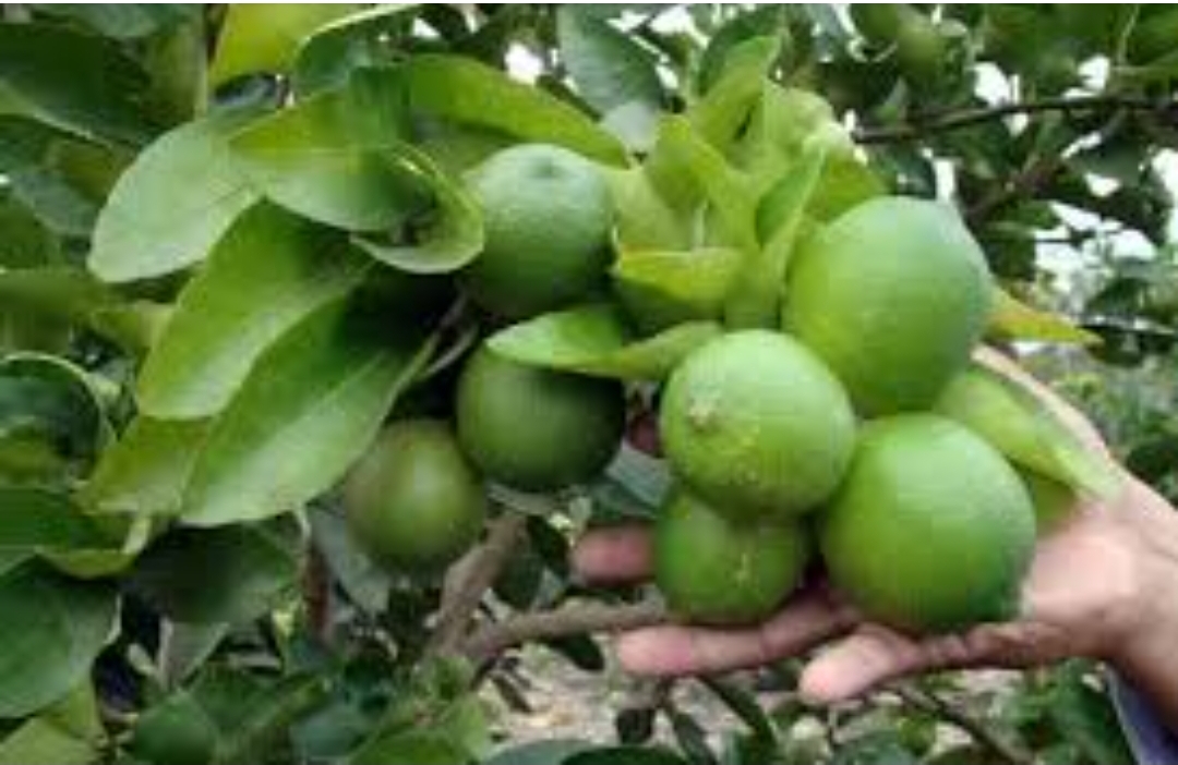 فروش لیمو ترش