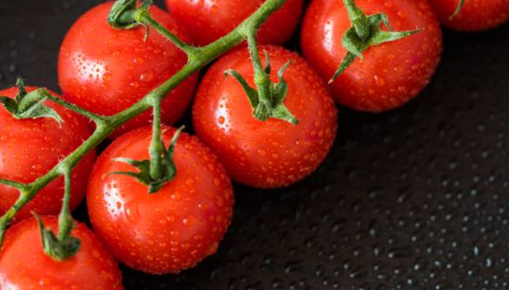 فروش گوجه فرنگی