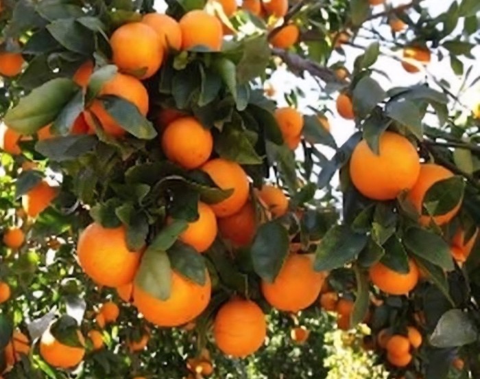 فروش پرتقال