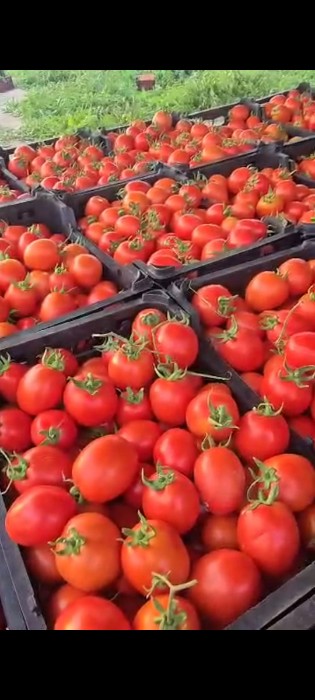 فروش گوجه فرنگی