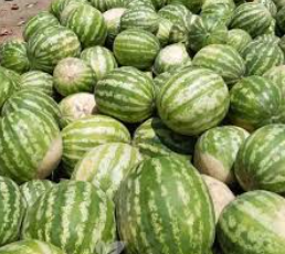 فروش هندوانه