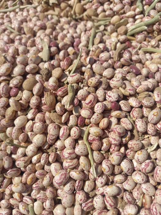 فروش لوبیا چیتی