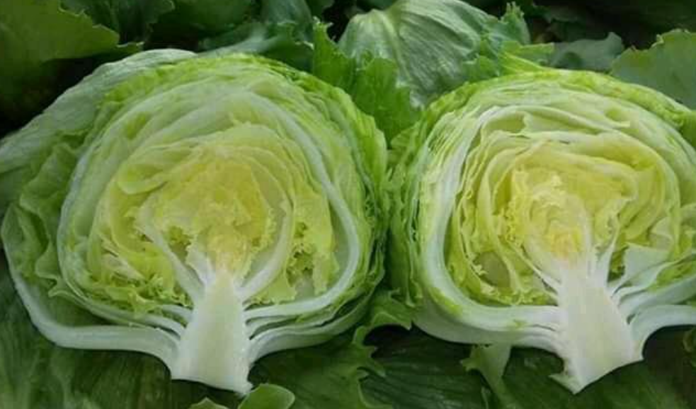 فروش کاهو ایسبرگ - آیسبرگ