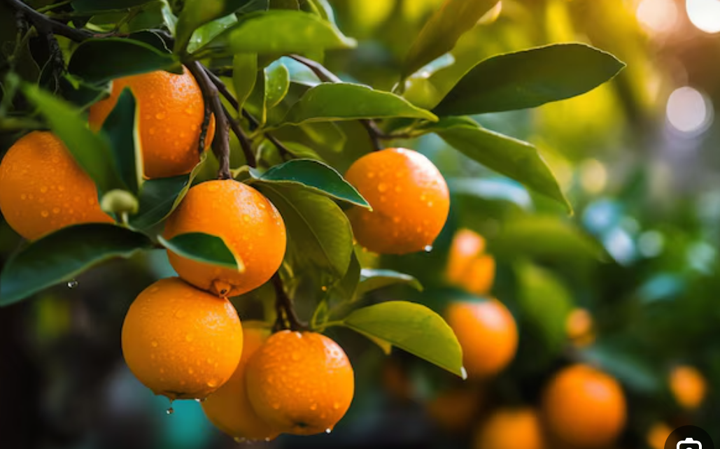 فروش نهال پرتقال