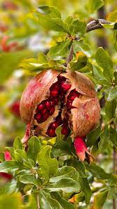 فروش نهال انار