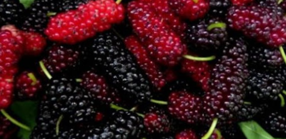 فروش نهال توت