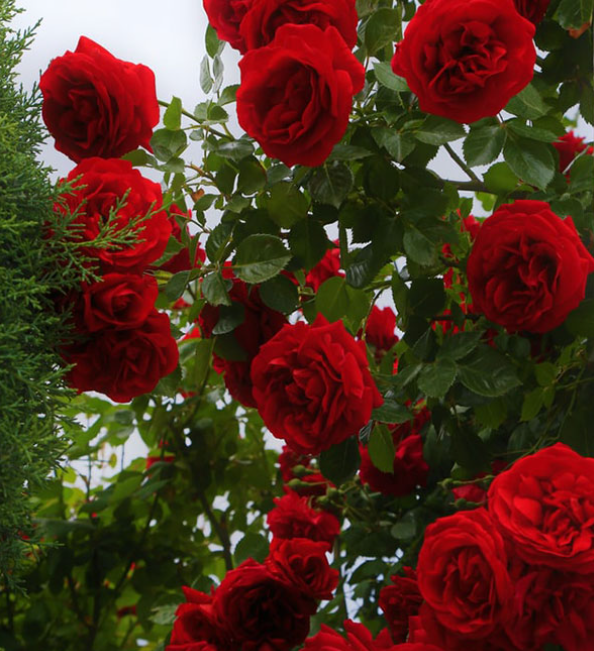 فروش گل محمدی (گیاه‌ دارویی) قرمز