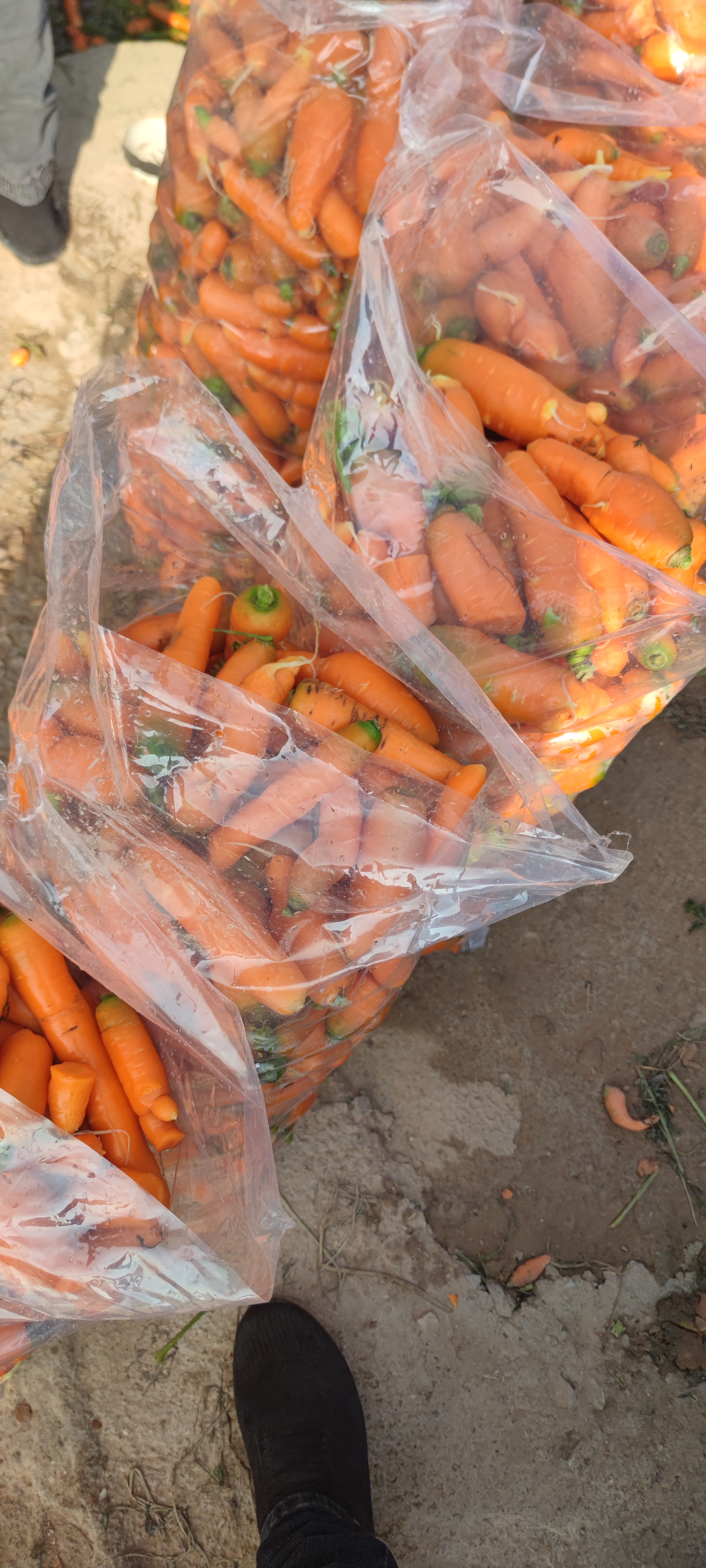 فروش هویج شکسته