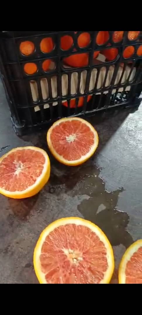 فروش پرتقال