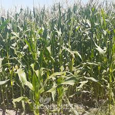 فروش ذرت علوفه ای