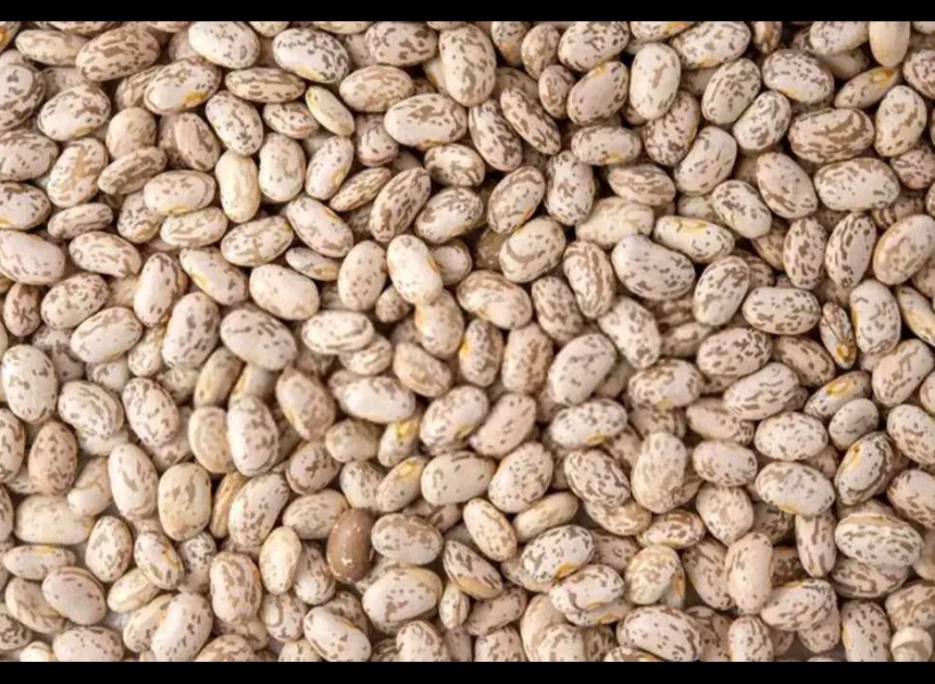 فروش لوبیا چیتی
