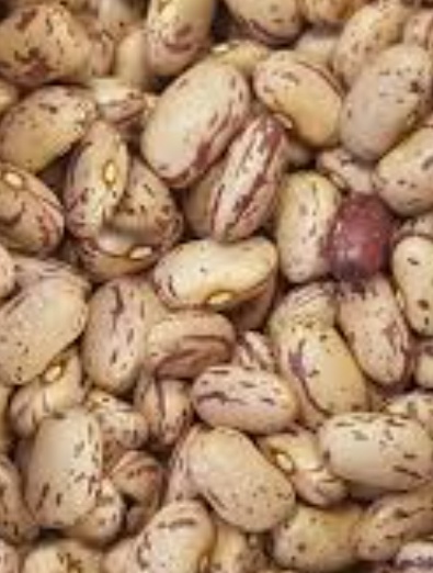 فروش لوبیا چیتی