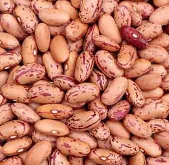 فروش لوبیا چیتی