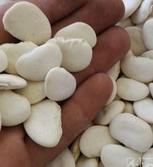 فروش لوبیا سفید