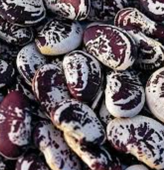 فروش لوبیا عروس