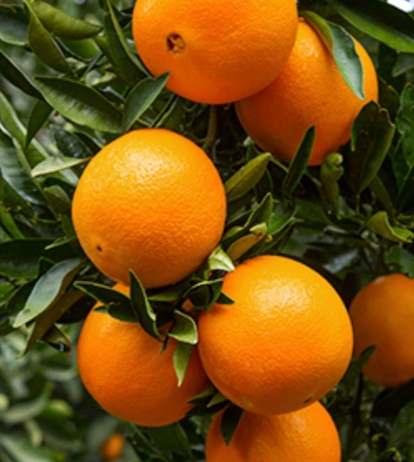 فروش نارنگی پچ