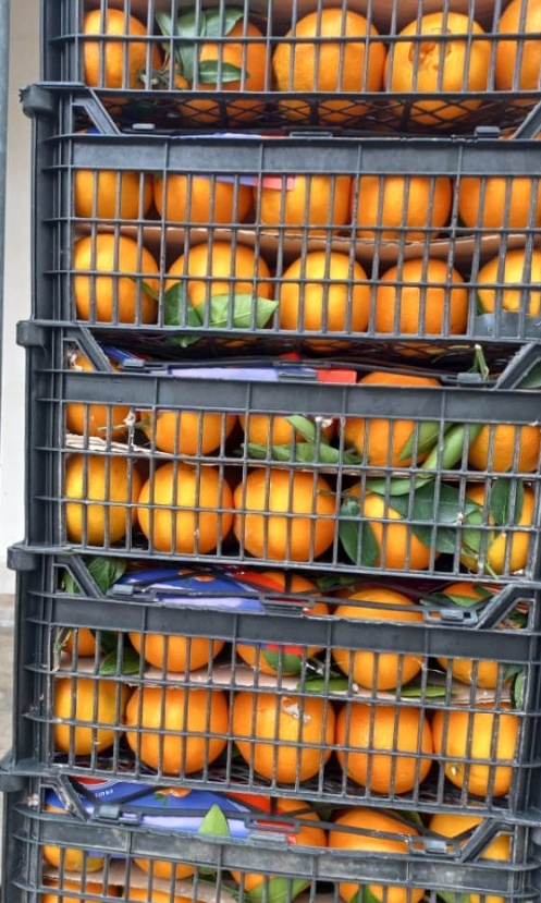 فروش پرتقال