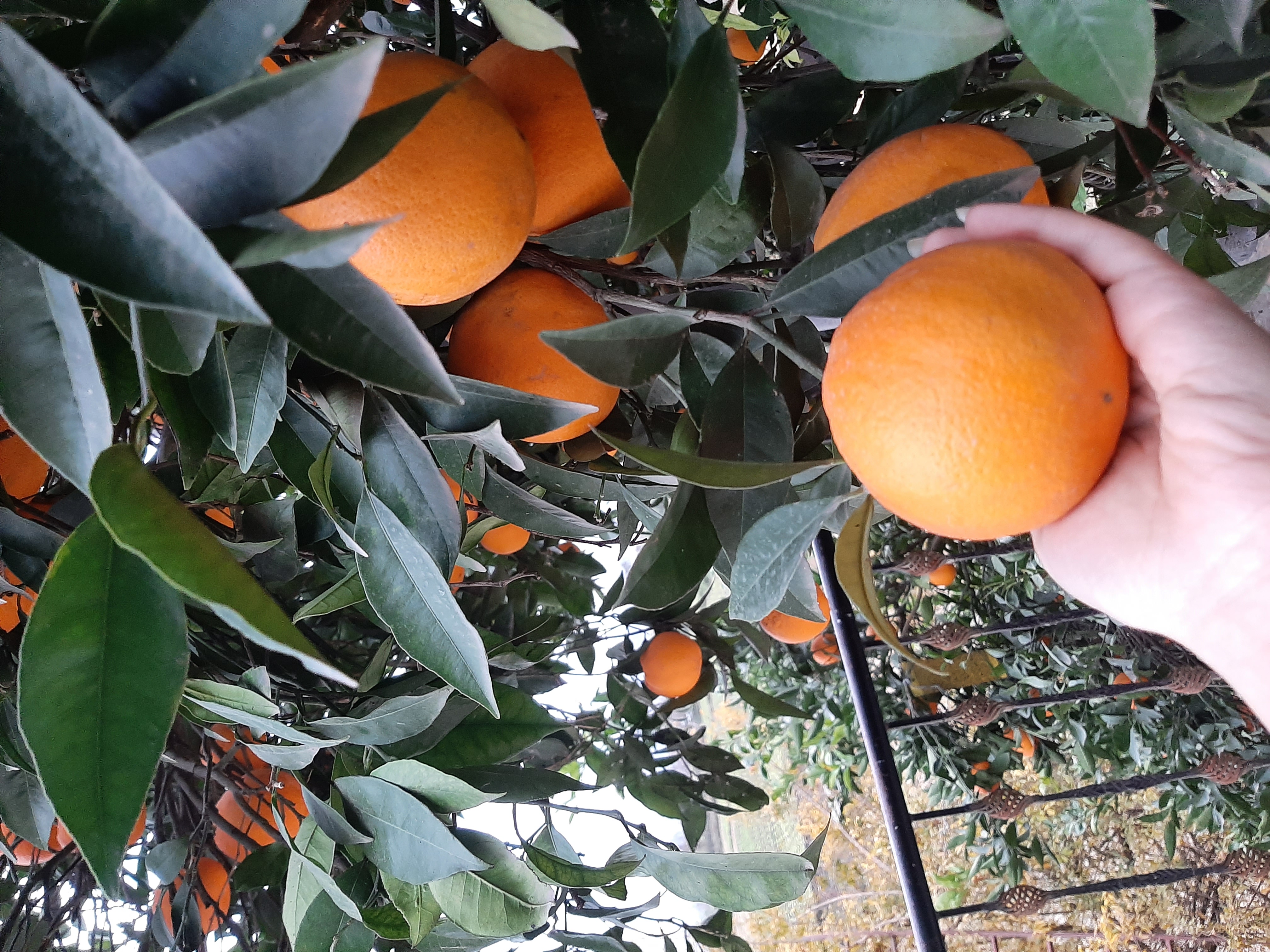 فروش پرتقال