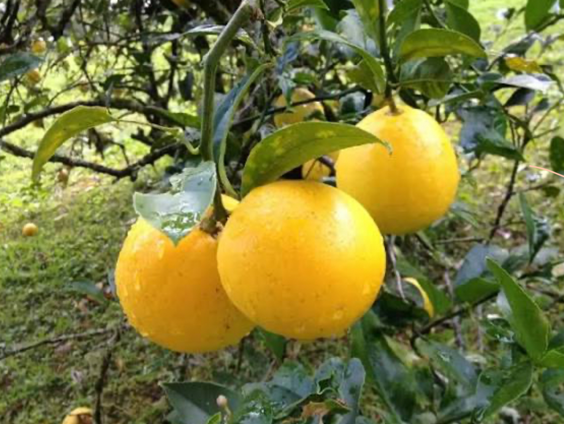 فروش لیمو شیرین