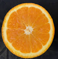 فروش پرتقال