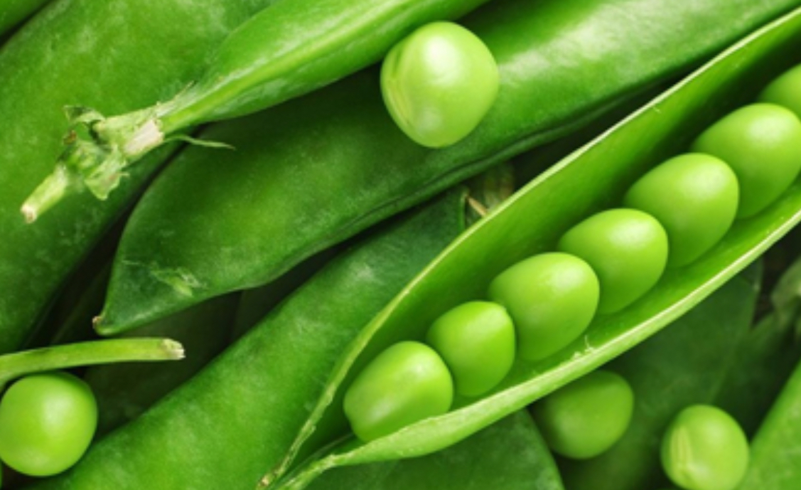 فروش نخود فرنگی