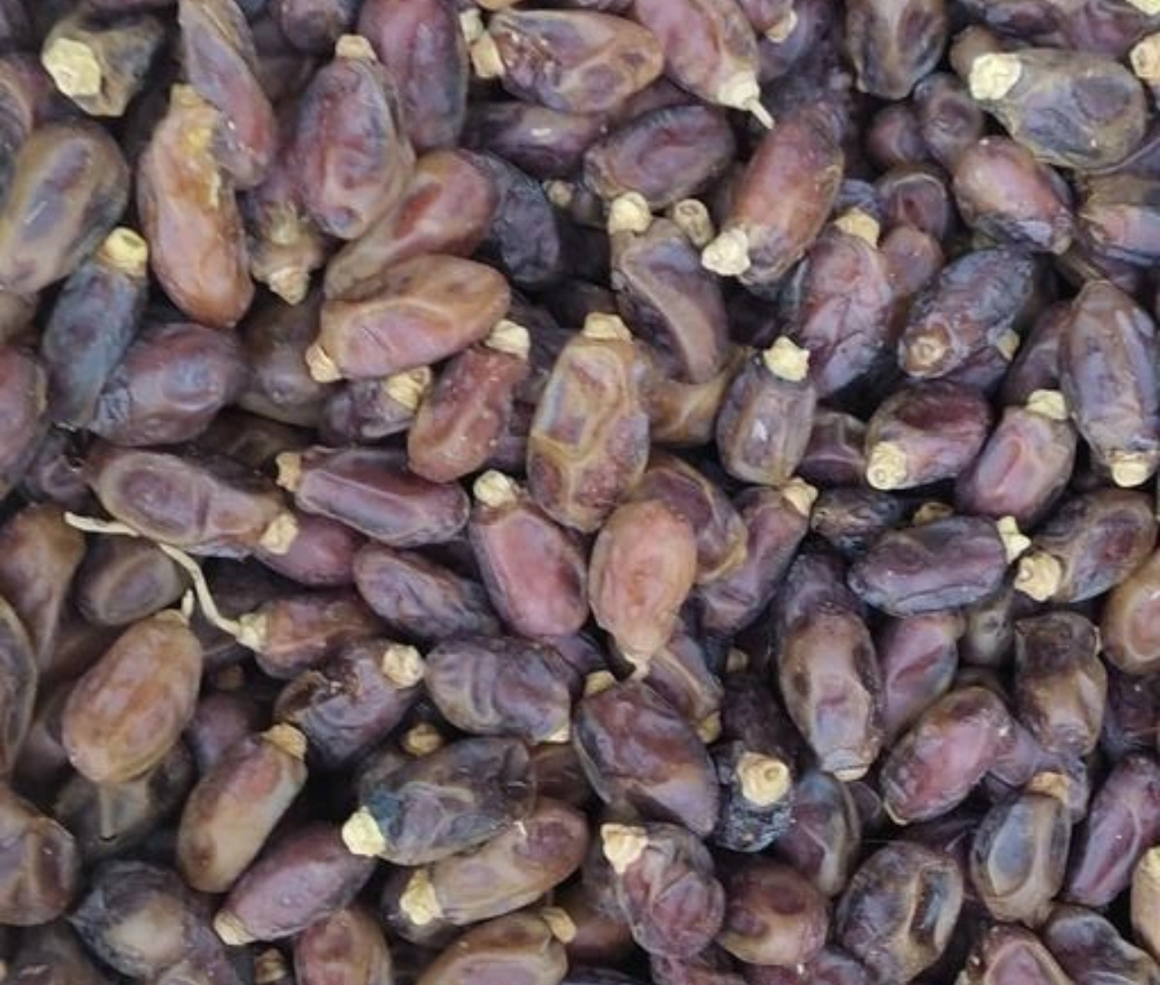 فروش خرما سمران