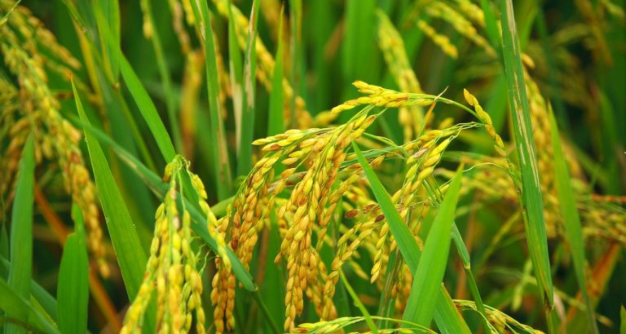 فروش شلتوک برنج عنبربو