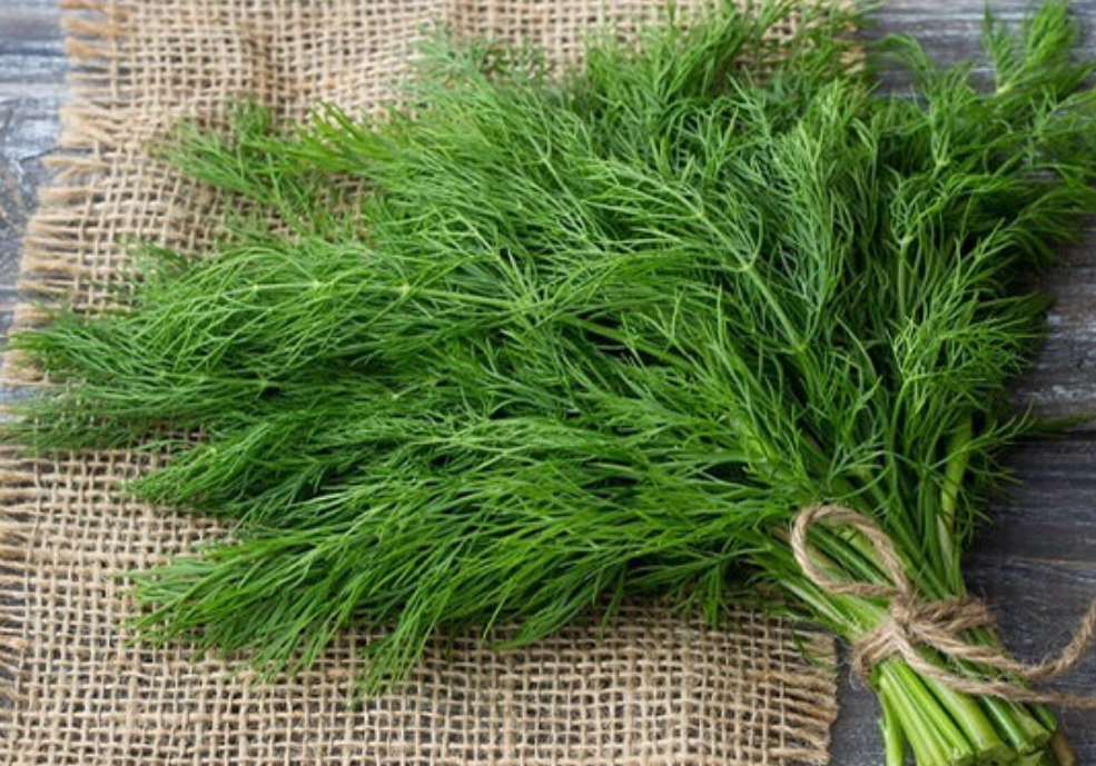 فروش شوید تازه