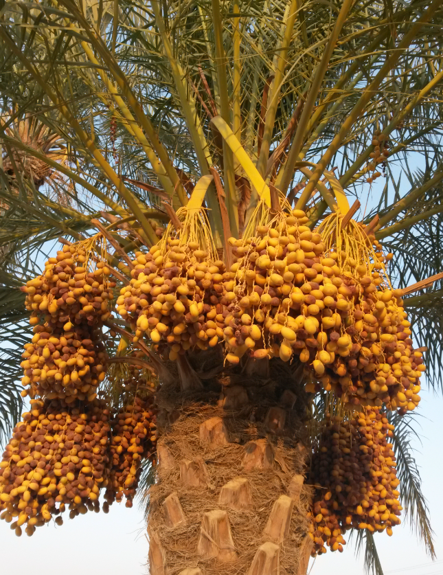 فروش نخل خرما