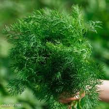 فروش شوید تازه