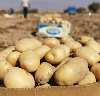 فروش سیب زمینی