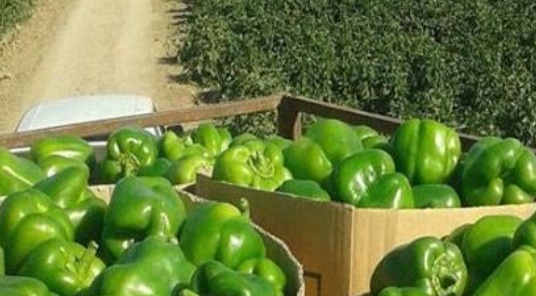 فروش فلفل دلمه ای