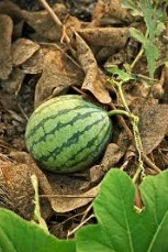 فروش هندوانه