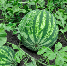 فروش هندوانه