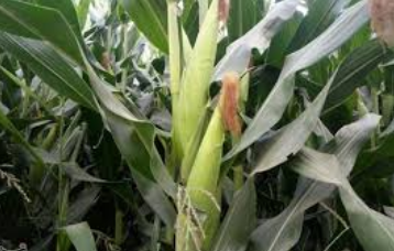 فروش ذرت علوفه ای