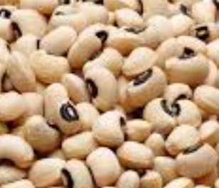 فروش لوبیا چشم بلبلی