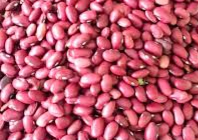 فروش لوبیا قرمز