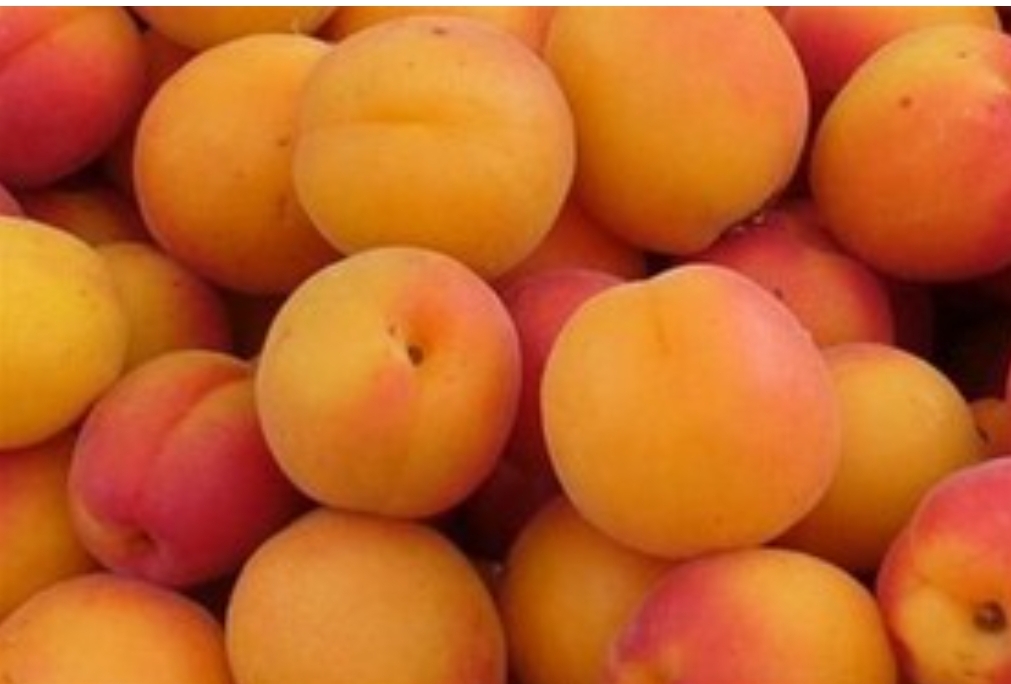 فروش زردآلو